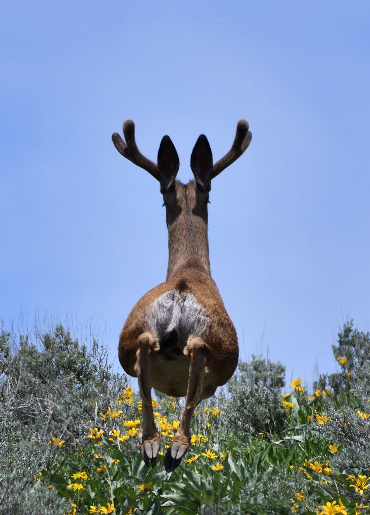 Ungulates